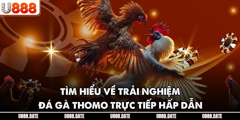 Đá Gà Thomo Trực Tiếp | Hướng Dẫn & Mẹo Chơi Hiệu Quả 2 Tìm hiểu về trải nghiệm đá gà Thomo trực tiếp hấp dẫn